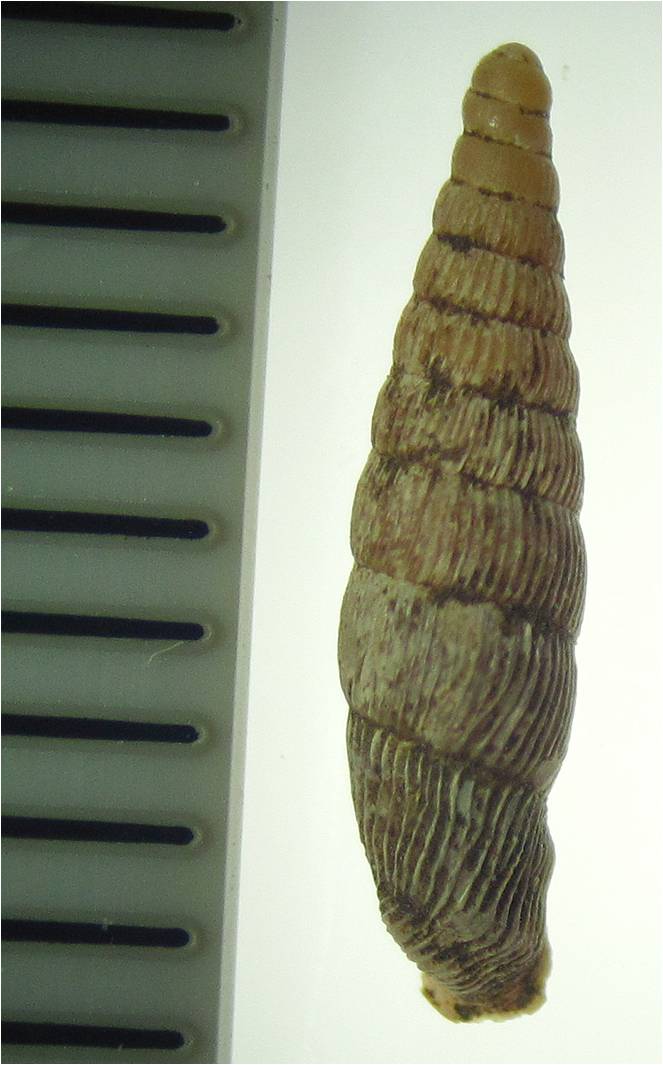 clausilidae 1